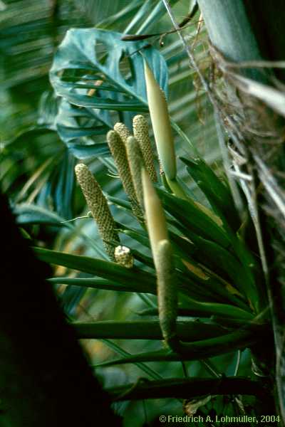 Monstera friedrichsthalii = M. obliqua