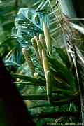 Monstera friedrichsthalii 