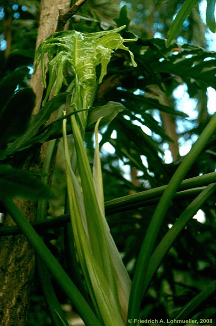 Philodendron bipinnatifidum