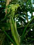 Philodendron bipinnatifidum