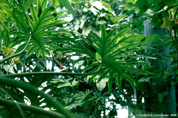 Philodendron bipinnatifidum