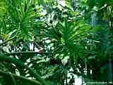 Philodendron bipinnatifidum