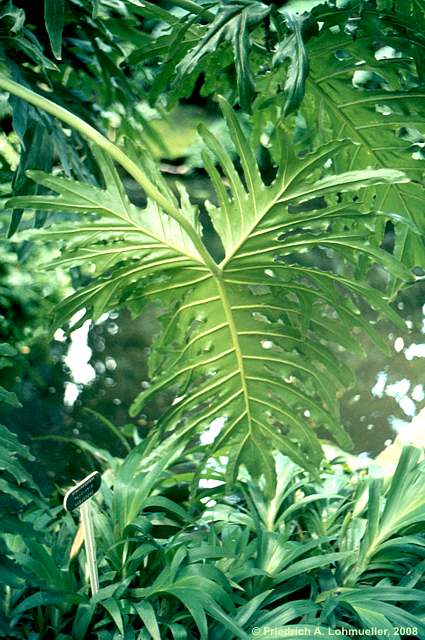 Philodendron bipinnatifidum