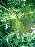 Philodendron bipinnatifidum