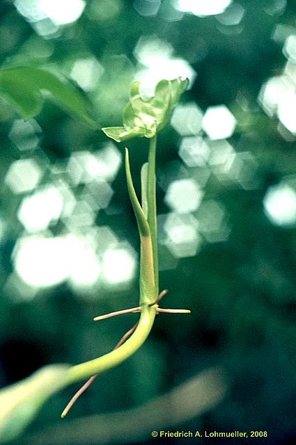 Philodendron bipinnatifidum