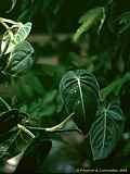 Philodendron species