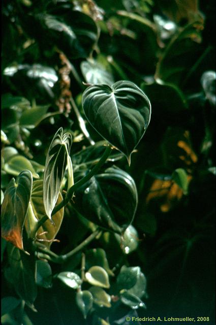 Philodendron species