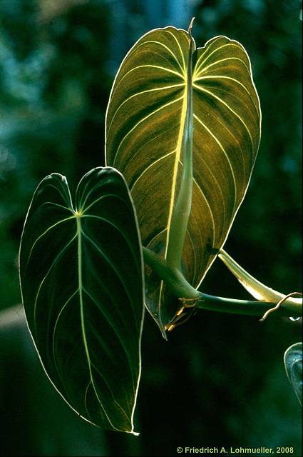 Philodendron melanochrysum