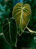 Philodendron 