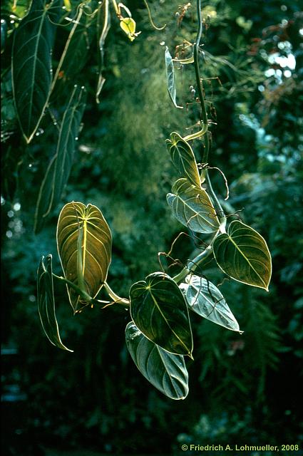 Philodendron melanochrysum