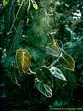 Philodendron melanochrysum 