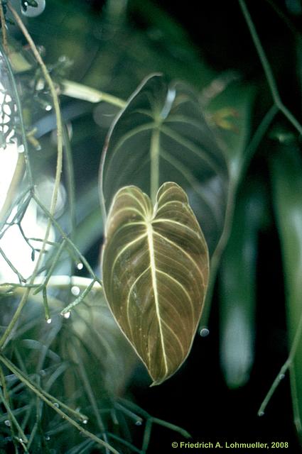 Philodendron melanochrysum