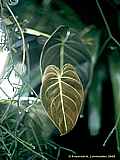 Philodendron melanochrysum 