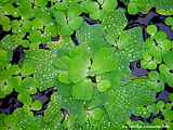 Pistia stratiotes