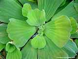 Pistia stratiotes