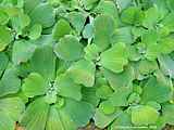 Pistia stratiotes