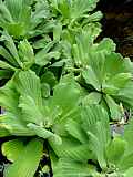 Pistia stratiotes