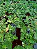 Pistia stratiotes