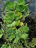 Pistia stratiotes