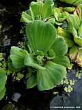 Pistia stratiotes 