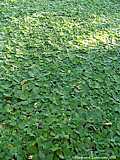 Pistia stratiotes