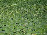 Pistia stratiotes