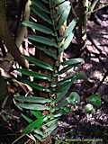 Pothos scadens