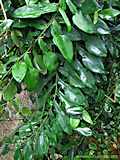 Pothos scadens