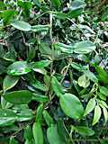 Pothos scadens