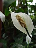 Spathiphyllum floribundum