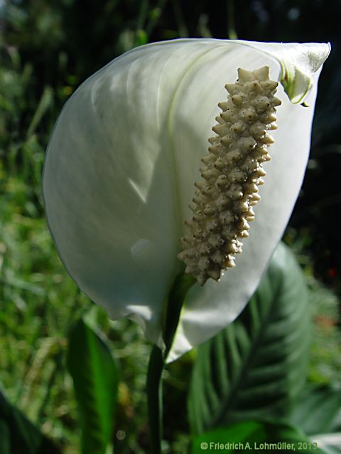Spathiphyllum floribundum