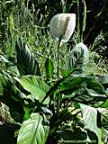 Spathiphyllum floribundum