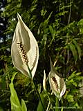 Spathiphyllum floribundum