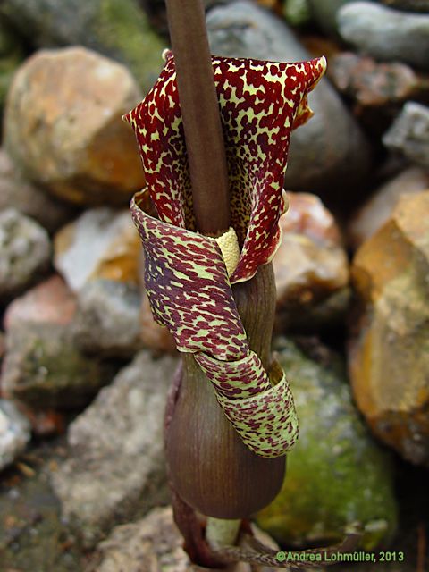 Typhonium venosum