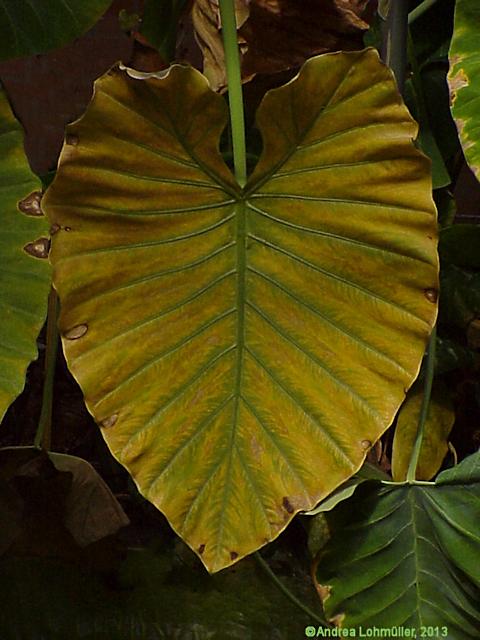 Xanthosoma sagittifolium