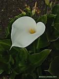 Zantedeschia aethiopica