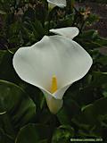 Zantedeschia aethiopica