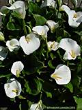 Zantedeschia