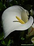 Zantedeschia aethiopica