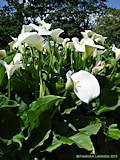 Zantedeschia aethiopica