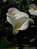 Zantedeschia aethiopica