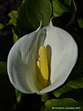 Zantedeschia aethiopica