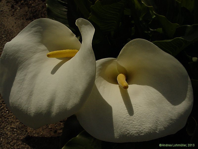 Zantedeschia aethiopica