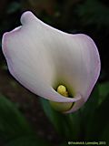 Zantedeschia elliottiana