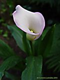 Zantedeschia elliottiana