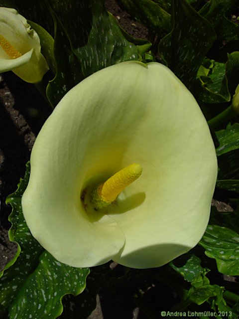 Zantedeschia rehmannii