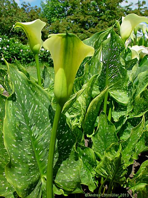 Zantedeschia rehmannii