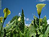 Zantedeschia rehmannii