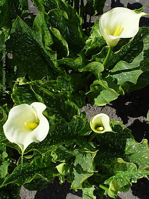 Zantedeschia rehmannii