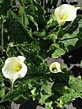 Zantedeschia rehmannii